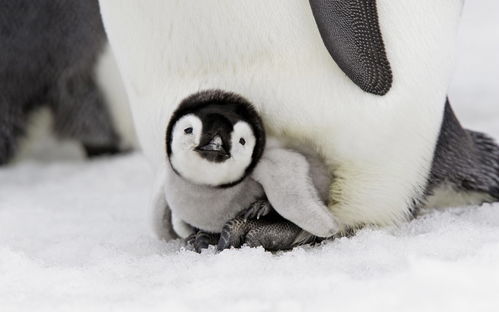 penguin,penguin品牌